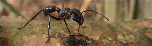 bolla ant